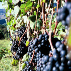 Pyrenees walking tours