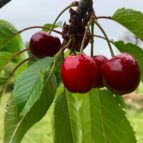 French Food and walking tour
