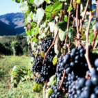 Walking Tours Pyrenees France
