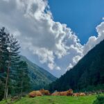 Cows - Walking Tours Pyrenees France
